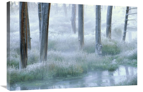 Global Gallery GCS-396310-2436-142 24 x 36 in. Frosty Morning, Yel