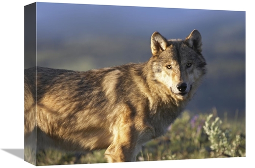 Global Gallery GCS-452201-1216-142 12 x 16 in. Gray Wolf, North Am