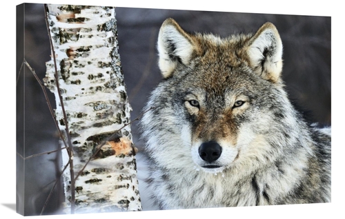 Global Gallery GCS-395678-2436-142 24 x 36 in. Gray Wolf Portrait,