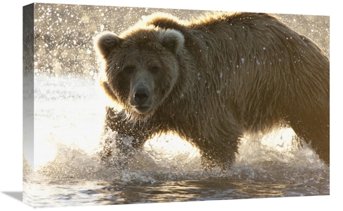 Global Gallery GCS-395471-1624-142 16 x 24 in. Grizzly Bear Foraging f