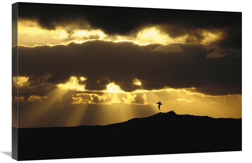 Global Gallery GCS-453430-2436-142 24 x 36 in. Wandering Albatross At 