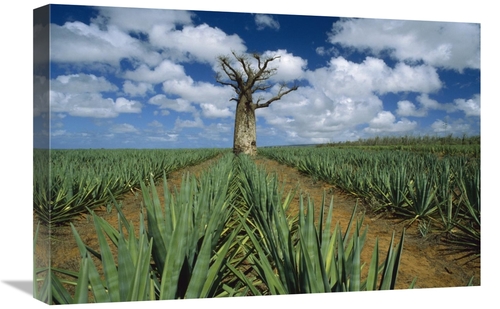Global Gallery GCS-452649-1624-142 16 x 24 in. Baobab Tree Standing Al
