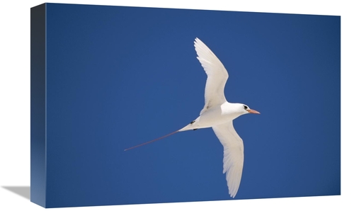 Global Gallery GCS-451447-1218-142 12 x 18 in. Red-Tailed Tropicbird F