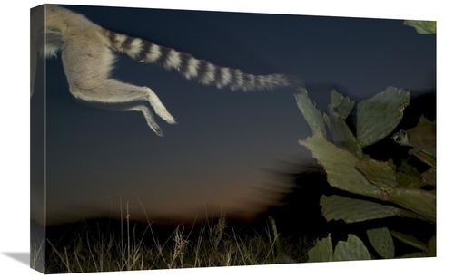 Global Gallery GCS-398112-1624-142 16 x 24 in. Ring-Tailed Lemur Leapi