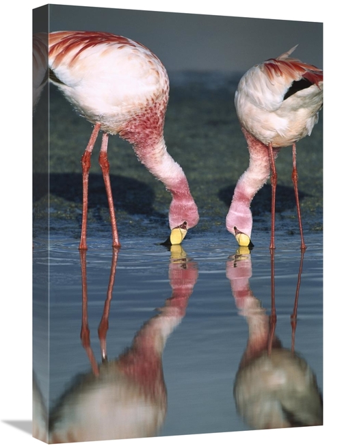 Global Gallery GCS-451651-1624-142 16 x 24 in. Puna Flamingos Feeding 