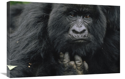 Global Gallery GCS-452775-2030-142 20 x 30 in. Mountain Gorilla Showin