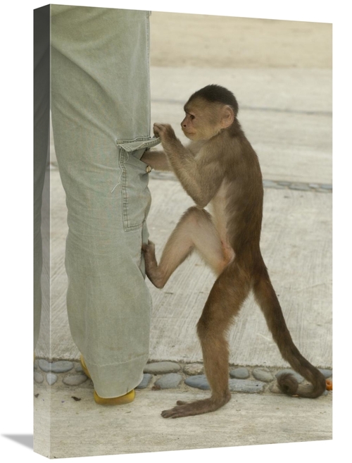 Global Gallery GCS-453089-1624-142 16 x 24 in. White-Fronted Capuchin 