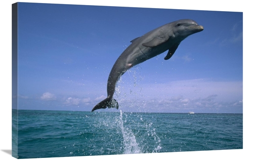 Global Gallery GCS-452430-2436-142 24 x 36 in. Bottlenose Dolphin Leap