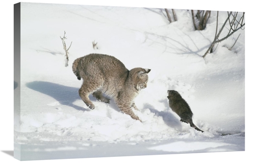 Global Gallery GCS-397993-2030-142 20 x 30 in. Bobcat Hunting Muskrat 