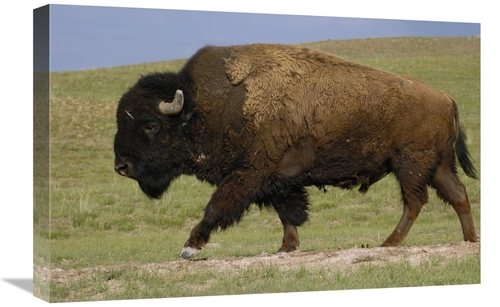 Global Gallery GCS-453093-1624-142 16 x 24 in. American Bison Male&#44