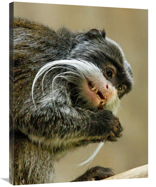 Global Gallery GCS-486557-36-142 36 in. Emperor Tamarin Art Print - Vi