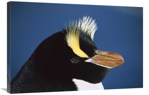 Global Gallery GCS-395669-2436-142 24 x 36 in. Erect-Crested Penguin C