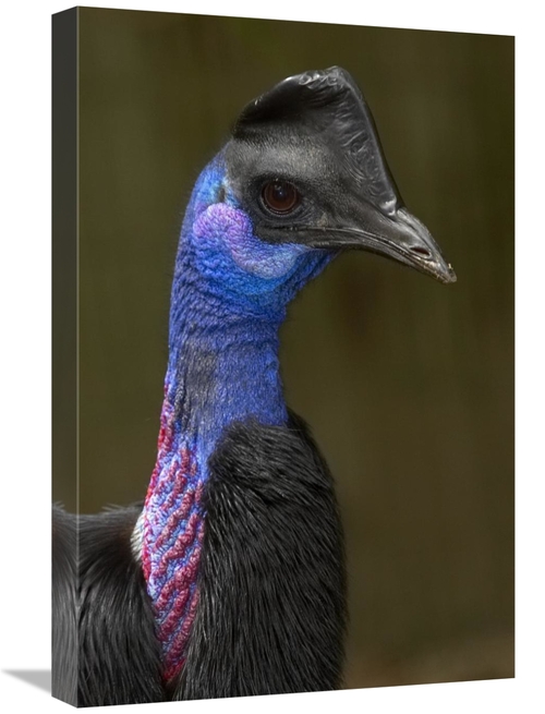 Global Gallery GCS-450900-1624-142 16 x 24 in. Dwarf Cassowary Portrai