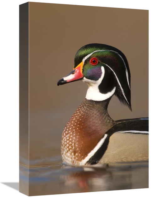 Global Gallery GCS-397402-1218-142 12 x 18 in. Wood Duck Male in Breed