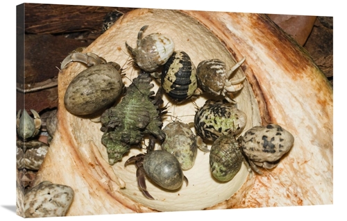 Global Gallery GCS-453624-2436-142 24 x 36 in. Hermit Crab Group Eatin