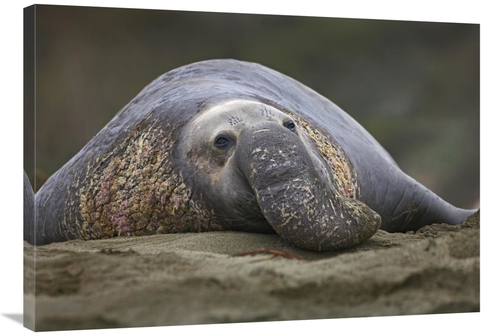 Global Gallery GCS-452210-36-142 36 in. Northern Elephant Seal Bull&#4