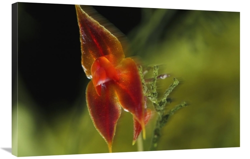 Global Gallery GCS-398559-2436-142 24 x 36 in. Orchid Blossoms, Fi