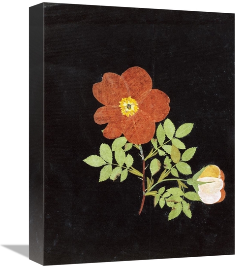 Global Gallery GCS-268338-16-142 16 in. Cut Out Watercolour of a Flowe