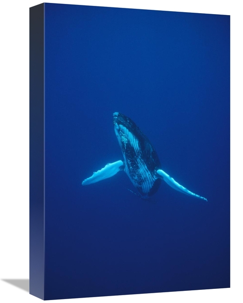 Global Gallery GCS-450585-1218-142 12 x 18 in. Humpback Whale Underwat