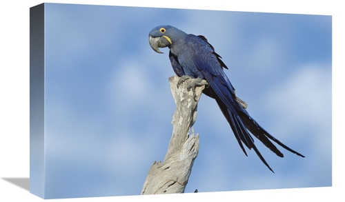 Global Gallery GCS-451471-1218-142 12 x 18 in. Hyacinth Macaw in Tree&