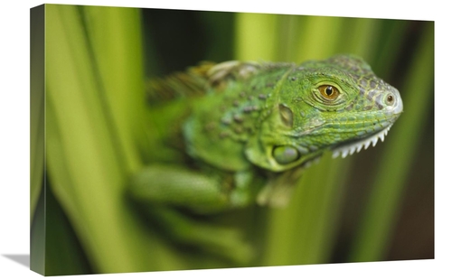 Global Gallery GCS-396452-1624-142 16 x 24 in. Green Iguana Amid Green