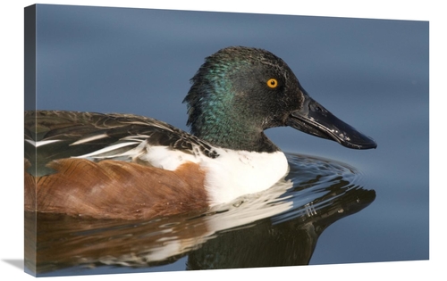 Global Gallery GCS-397395-2030-142 20 x 30 in. Northern Shoveler Male 