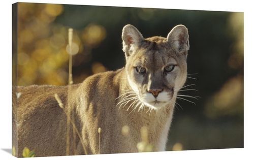 Global Gallery GCS-396408-2436-142 24 x 36 in. Mountain Lion or Cougar