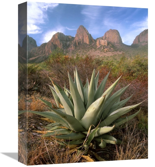 Global Gallery GCS-396744-1216-142 12 x 16 in. Chisos Agave & the Chis