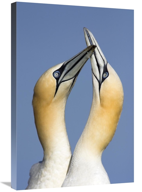 Global Gallery GCS-398277-2030-142 20 x 30 in. Northern Gannet Pair Co