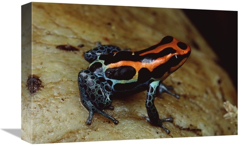 Global Gallery GCS-450759-1218-142 12 x 18 in. Rio Madeira Poison Frog