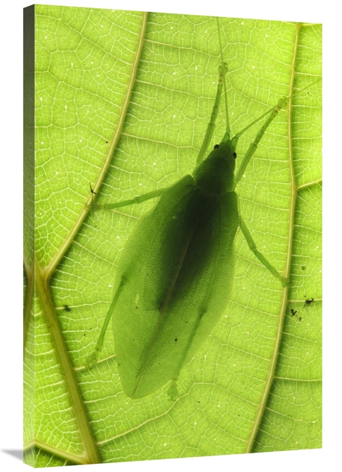 Global Gallery GCS-397554-2436-142 24 x 36 in. Katydid Camouflaged on 