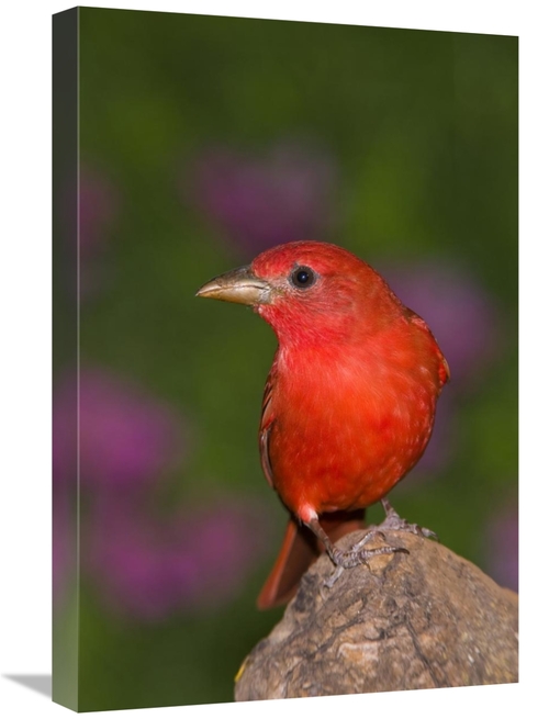 Global Gallery GCS-453355-1624-142 16 x 24 in. Summer Tanager Male&#44