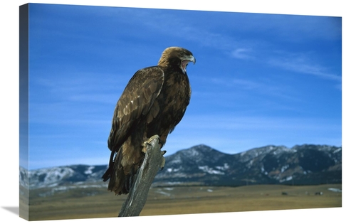 Global Gallery GCS-452292-2030-142 20 x 30 in. Golden Eagle Perching o