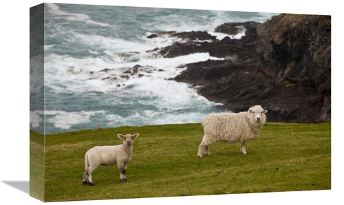 Global Gallery GCS-397810-1218-142 12 x 18 in. Domestic Sheep & Lamb N