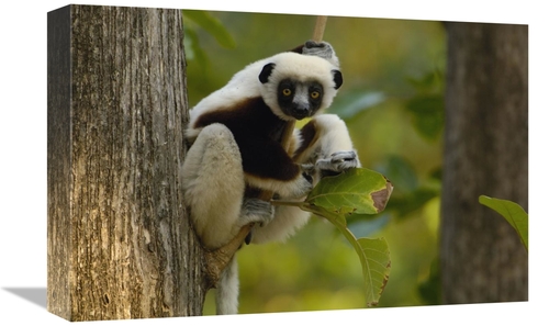 Global Gallery GCS-453028-1218-142 12 x 18 in. Coquerels Sifaka Wester