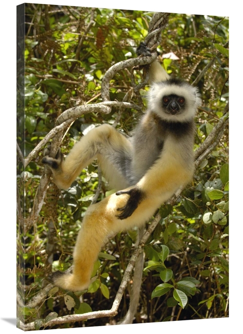 Global Gallery GCS-453030-2436-142 24 x 36 in. Diademed Sifaka, Ma