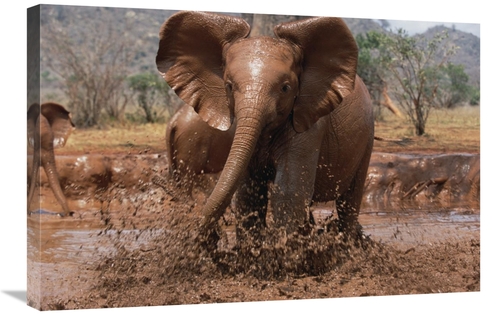 Global Gallery GCS-452962-2030-142 20 x 30 in. Orphaned Isholta Playin