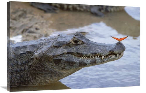 Global Gallery GCS-452528-2436-142 24 x 36 in. Spectacled Caiman with 