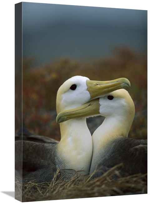 Global Gallery GCS-451363-1624-142 16 x 24 in. Waved Albatross Pair Bo