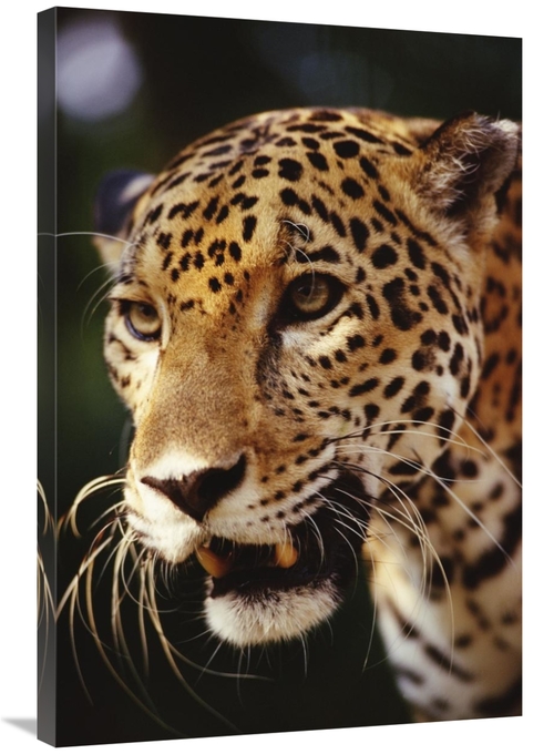 Global Gallery GCS-452754-2436-142 24 x 36 in. Jaguar Portrait, Be