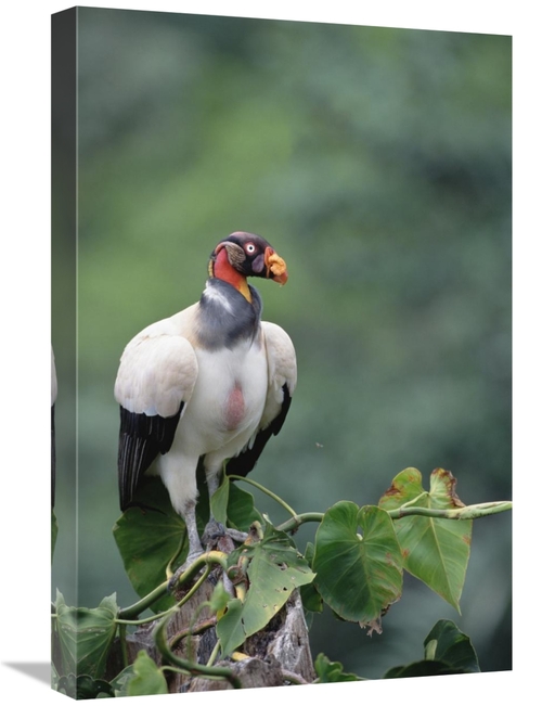 Global Gallery GCS-451220-1624-142 16 x 24 in. King Vulture, Tambo