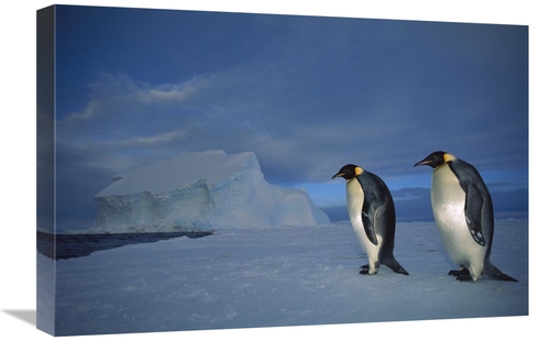 Global Gallery GCS-451729-1624-142 16 x 24 in. Emperor Penguin Pair on