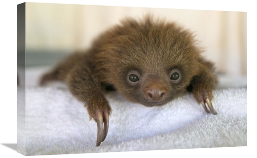 Global Gallery GCS-395851-1624-142 16 x 24 in. Hoffmanns Two-Toed Slot