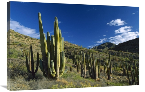 Global Gallery GCS-398503-2436-142 24 x 36 in. Cardon Cactii in Desert