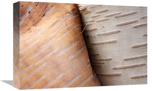 Global Gallery GCS-397612-1218-142 12 x 18 in. Paper Birch Bark Peelin