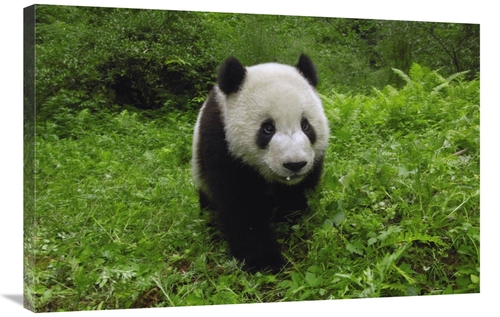 Global Gallery GCS-397878-2436-142 24 x 36 in. Giant Panda Standing in