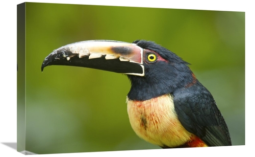 Global Gallery GCS-397262-1624-142 16 x 24 in. Collared Aracari, C