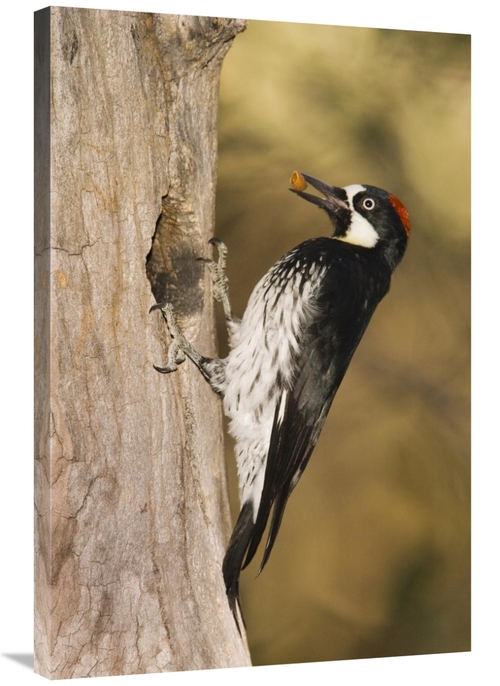 Global Gallery GCS-453356-2436-142 24 x 36 in. Acorn Woodpecker Female