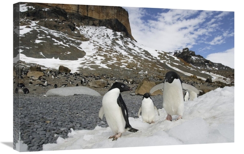 Global Gallery GCS-453566-2030-142 20 x 30 in. Adelie Penguin Trio Wal