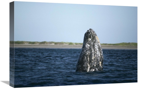 Global Gallery GCS-451169-1624-142 16 x 24 in. Gray Whale Adult Spy&#4